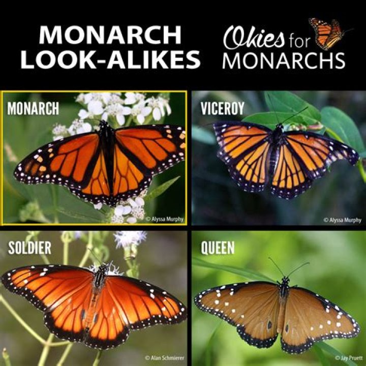 Age, Wife, And The Shaping Of A Monarch