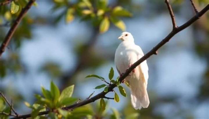 Discover The Mastermind Behind Dove